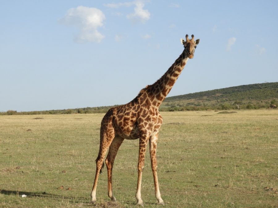 20170620_africa_ni_019