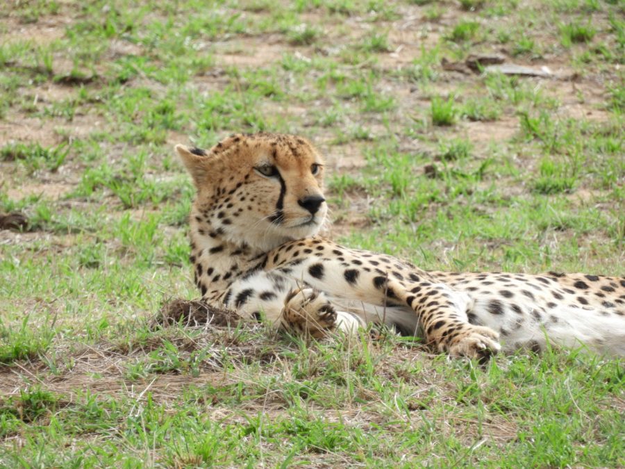 20170620_africa_ni_018
