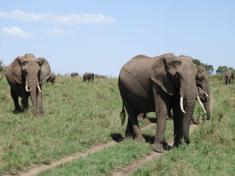 20170620_africa_ni_020