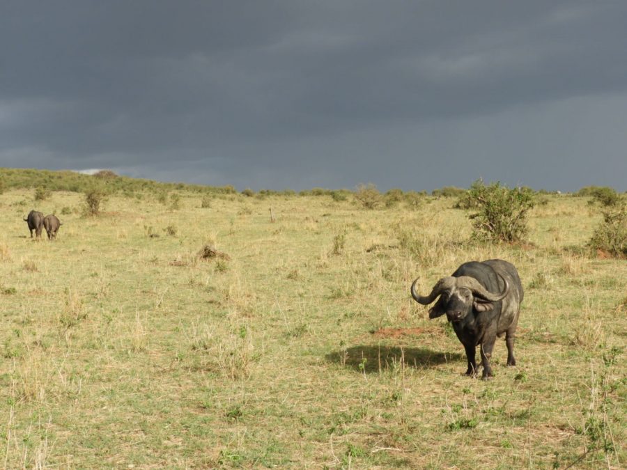 20170620_africa_ni_021