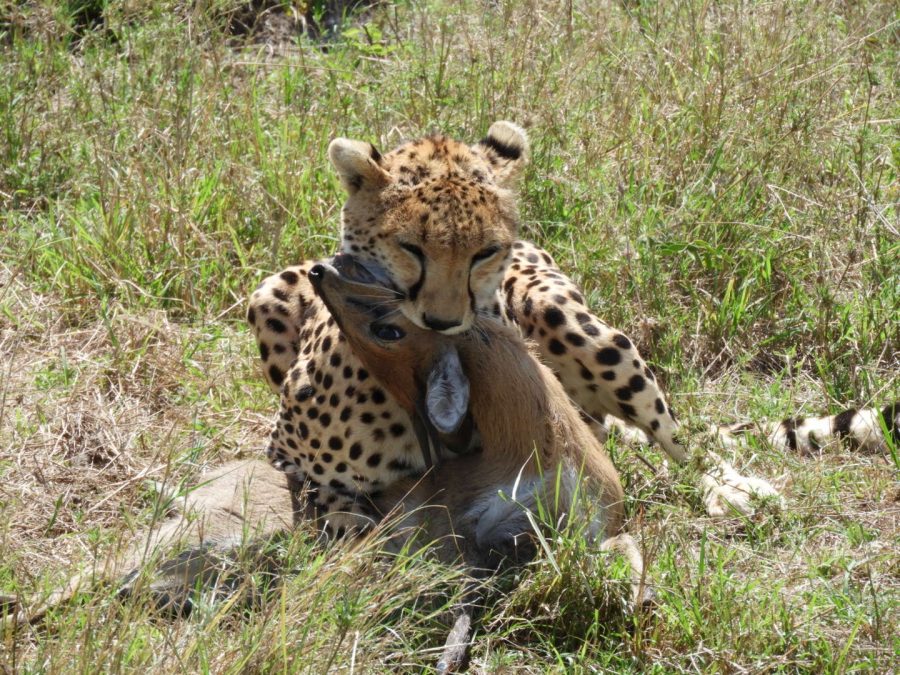 20170620_africa_ni_025