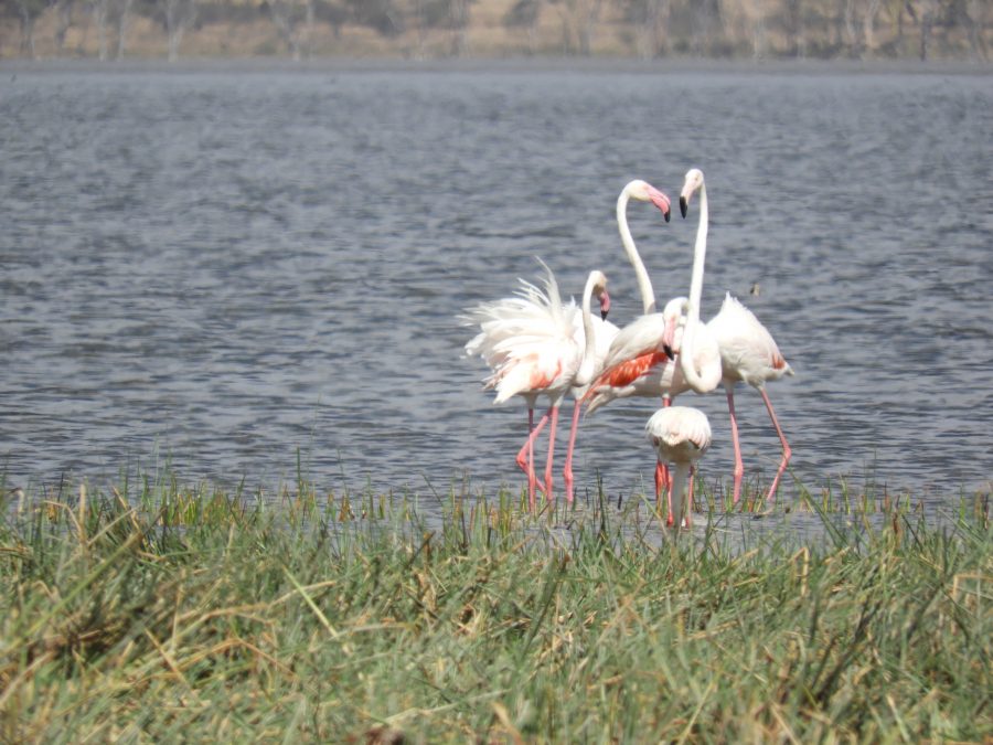 20170620_africa_ni_026