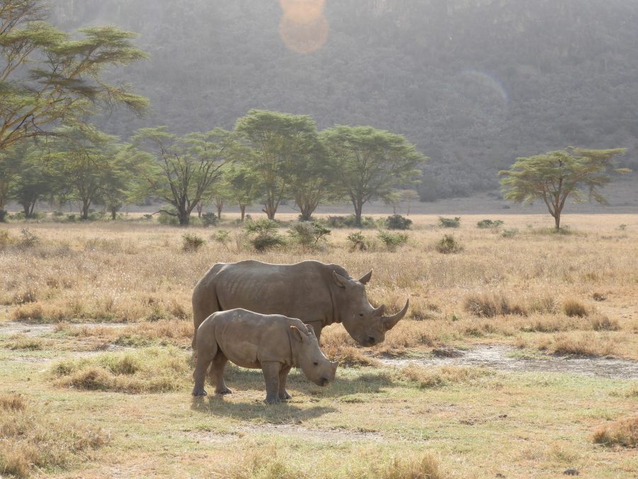 20170620_africa_ni_027