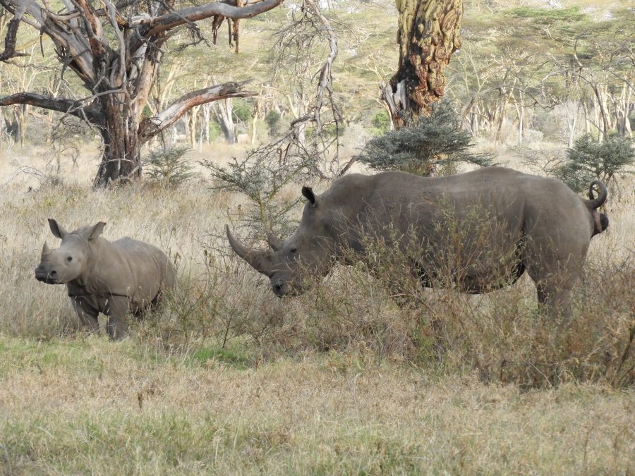 20170620_africa_ni_028