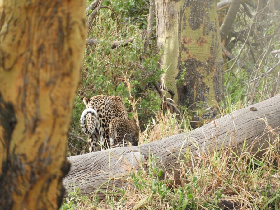 20170620_africa_ni_029