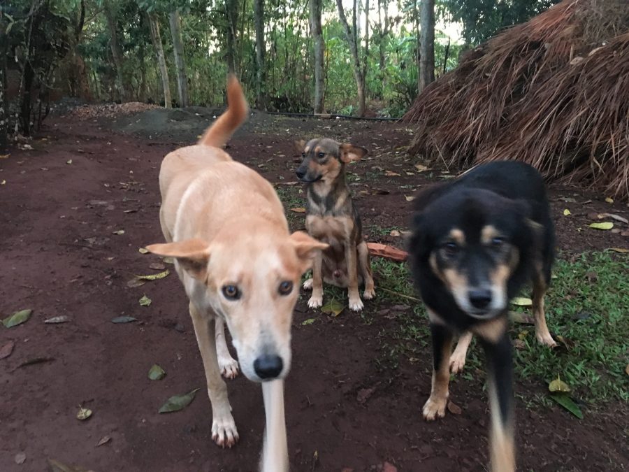 20170623_uganda_ni_001