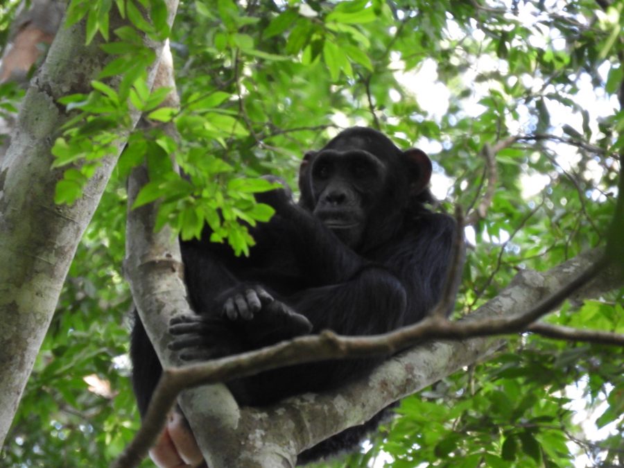 20170623_uganda_ni_003