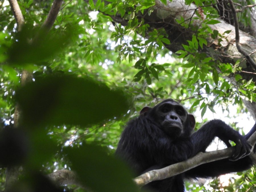 20170623_uganda_ni_004