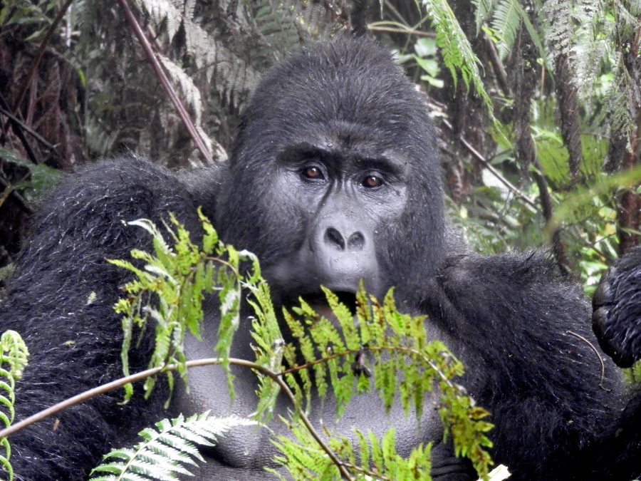 20170623_uganda_ni_008