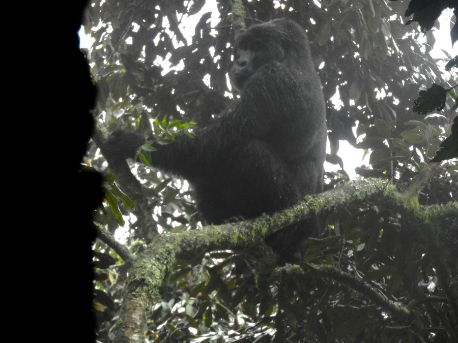 20170623_uganda_ni_010