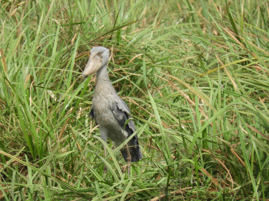 10170626_ugandaafrica_ni_003