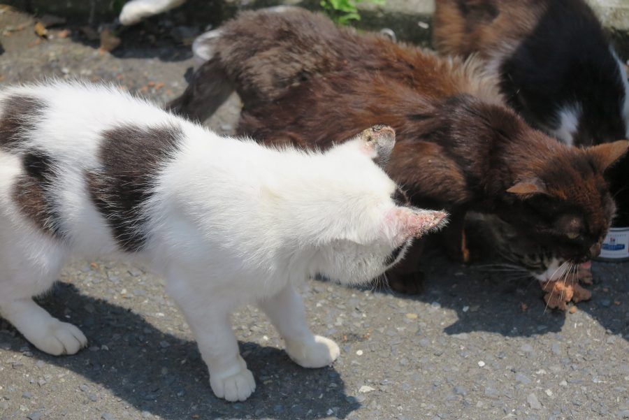 耳の先端がガン化している白猫