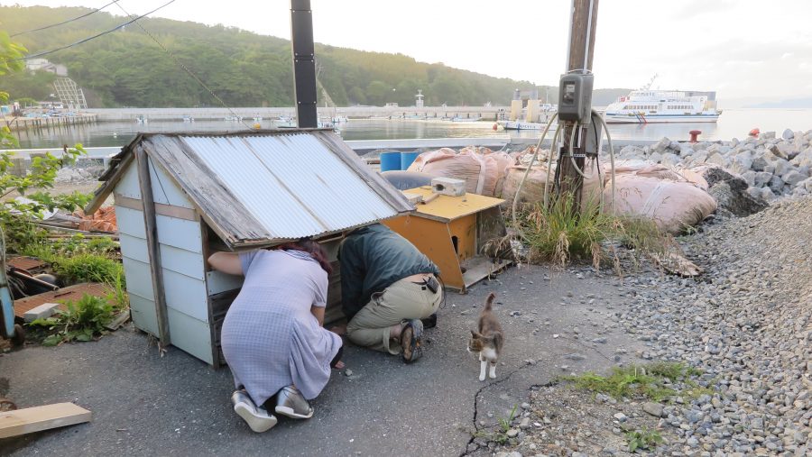 クレス先生と田中さんが猫の小屋をのぞく様子