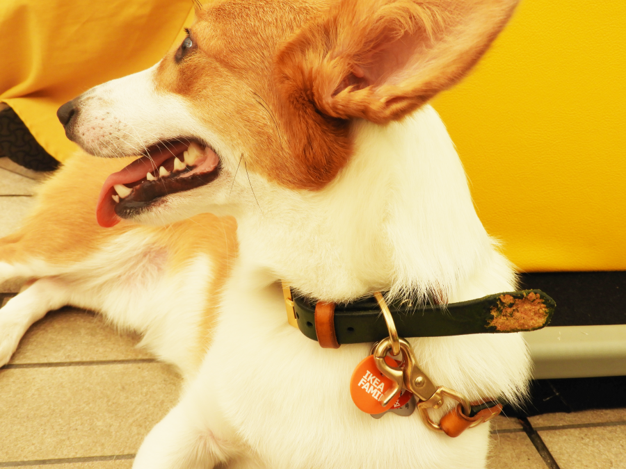 IKEA ルールヴィグ 犬