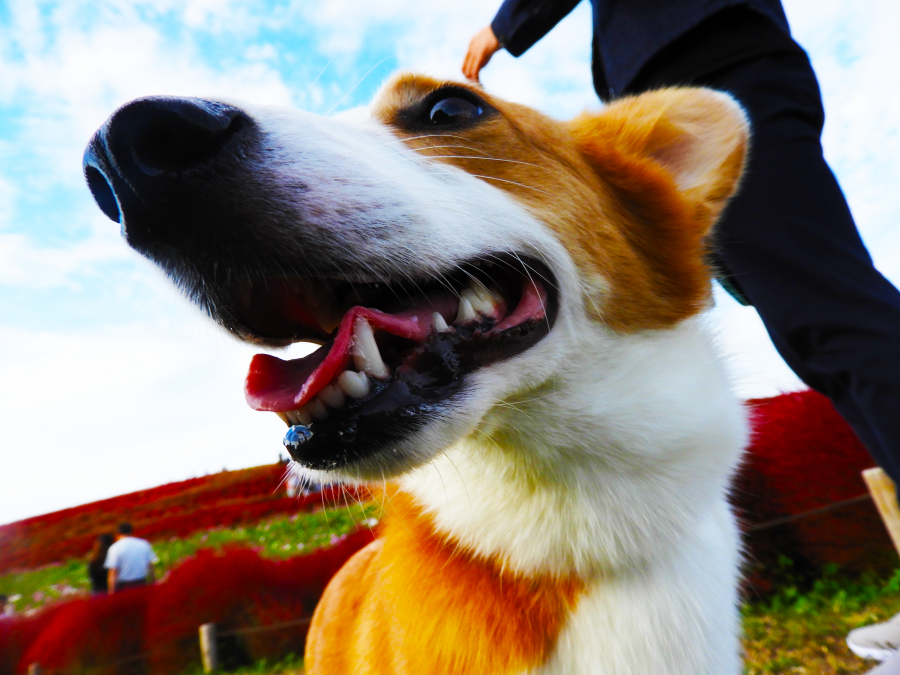 犬とお出かけ ひたち海浜公園 コキア