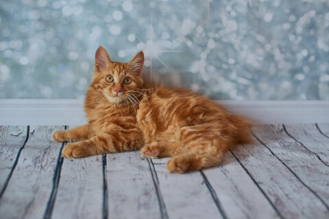 popular cat american bobtail