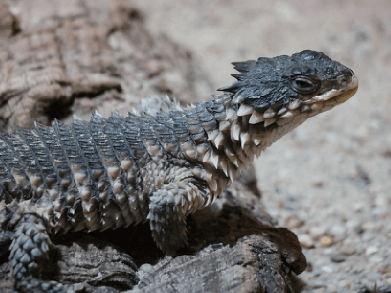 アルマジロトカゲ Armadillo Girdled Lizard Japaneseclass Jp