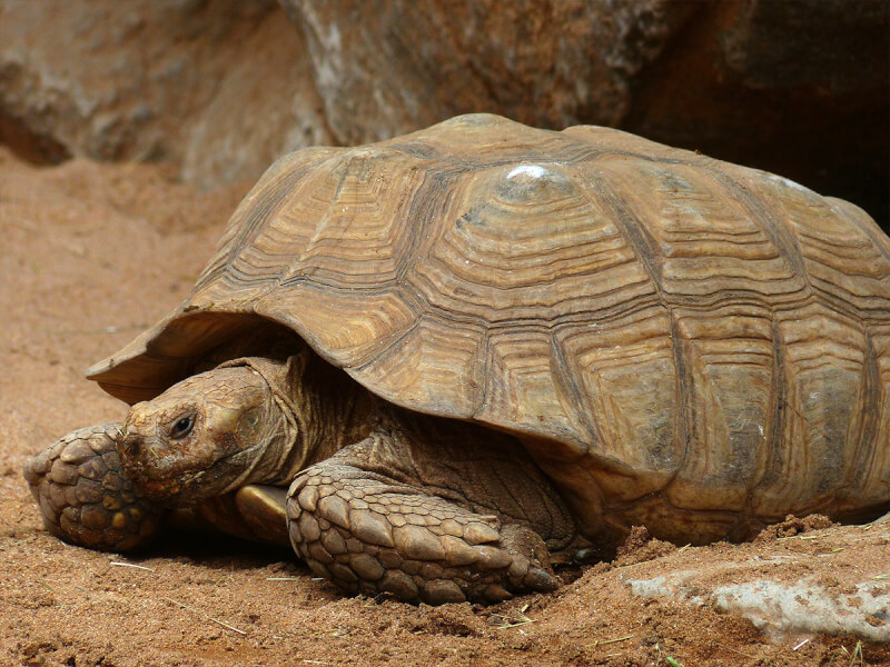 世界で3番目に大きくなるリクガメ ケヅメリクガメ の特徴や飼い方を解説 Petpedia 世界で3番目に大きくなるリクガメ ケヅメリクガメ の特徴や飼い方を解説 Petpedia