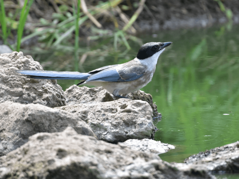 オナガはどんな鳥 オナガの餌や巣などの生態を紹介 Petpedia