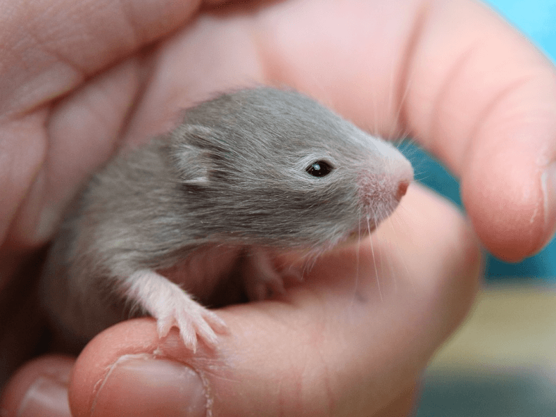 トップ100 ハムスター 子供 数 かわいい子供たちの画像