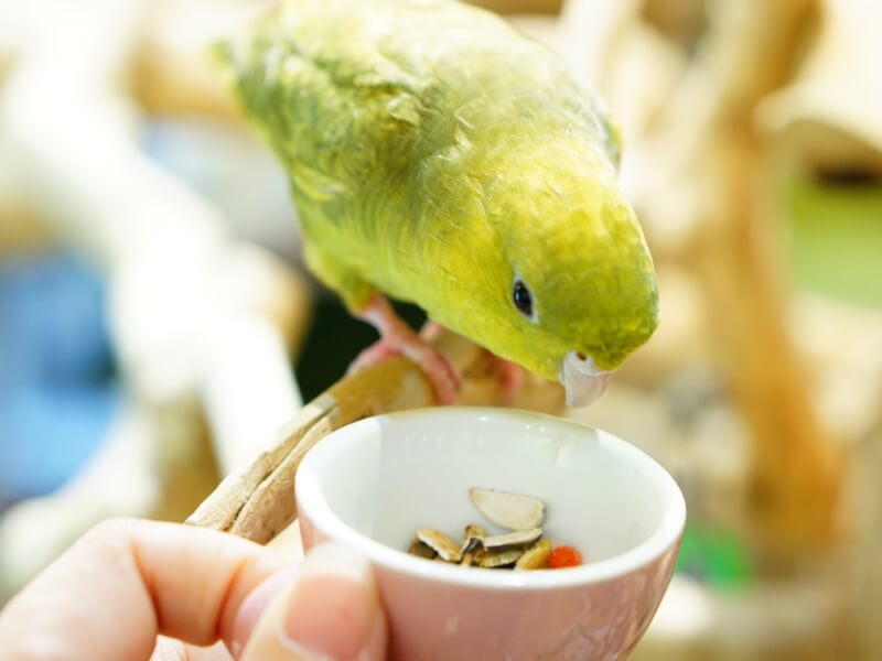 丸くて可愛いサザナミインコ 生態や飼い方紹介 Petpedia
