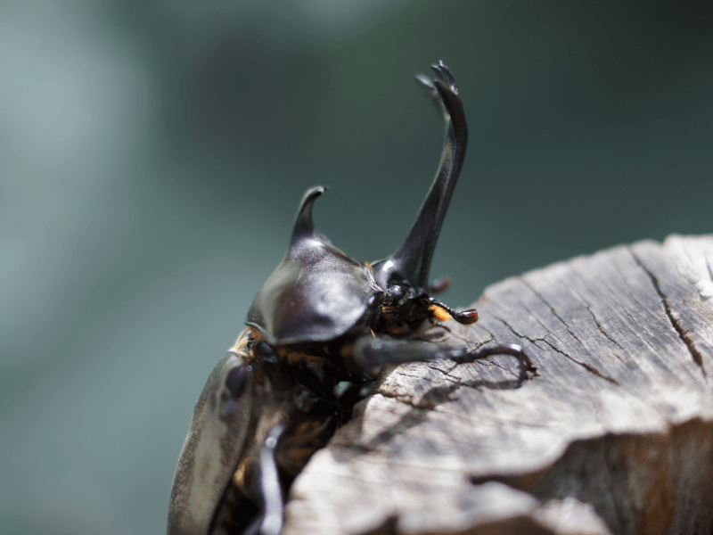 カブトムシ 幼虫 病気