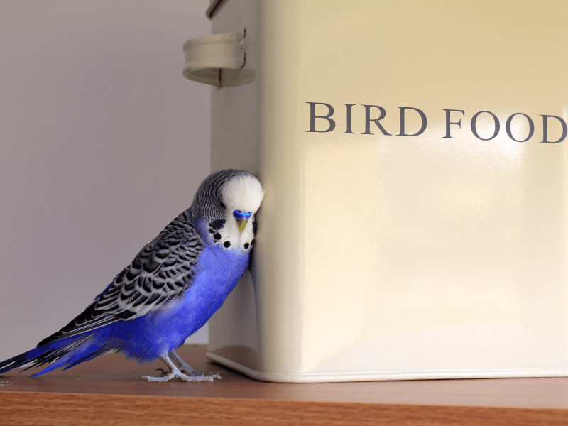 鳥の餌は何を与えればいい 鳥の種類別におすすめフードを紹介 Petpedia