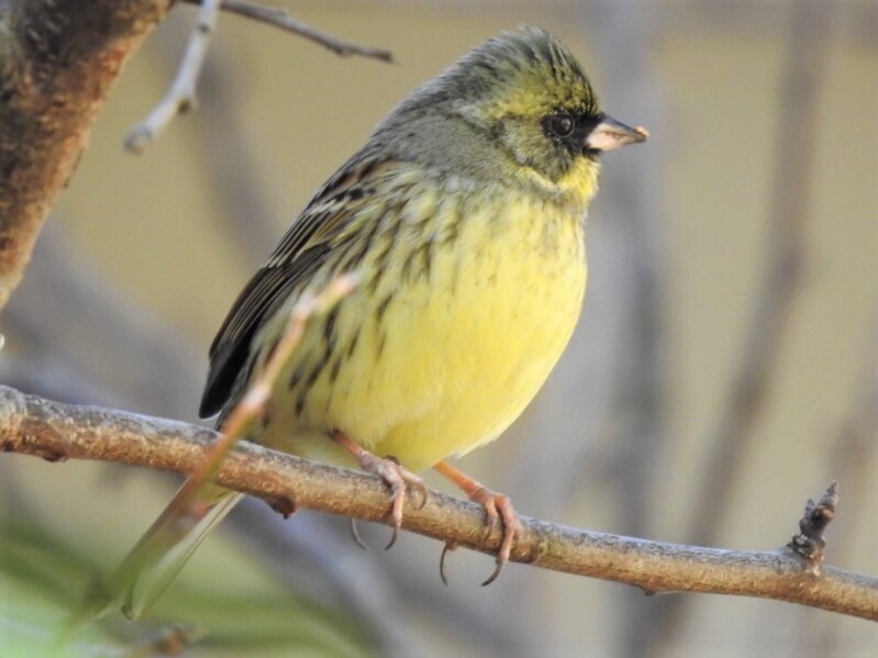 アオジ の生態や飼育方法を解説 ちょっと地味だけど美しい声を持った身近な野鳥 Petpedia