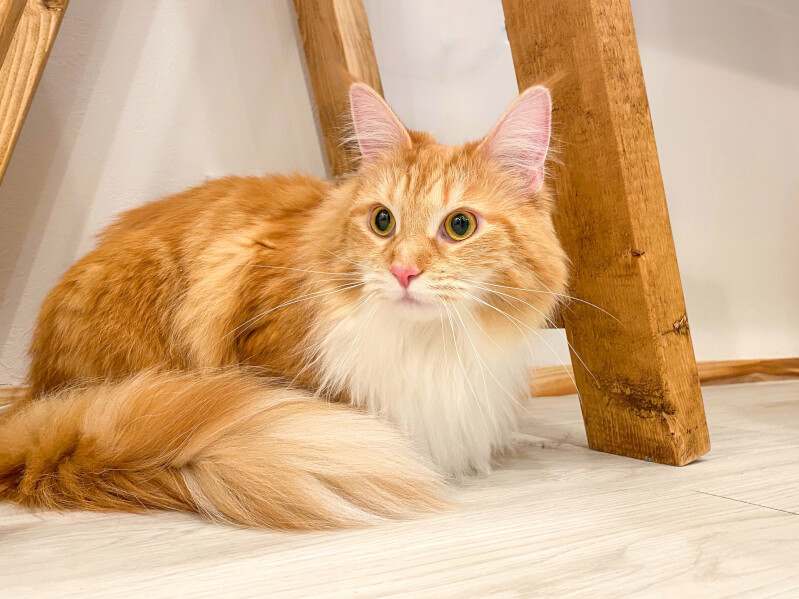 獣医師が解説】猫の血液型を知っていますか？貧血に備えて愛猫の血液型 