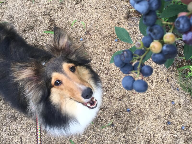 【獣医師が解説】犬にブルーベリーを与えてもいい？中毒の報告と白内障への効果について Petpedia