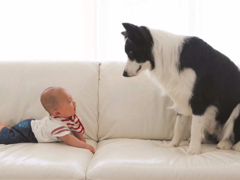 犬と赤ちゃんの同居の方法 注意点 メリット Petpedia