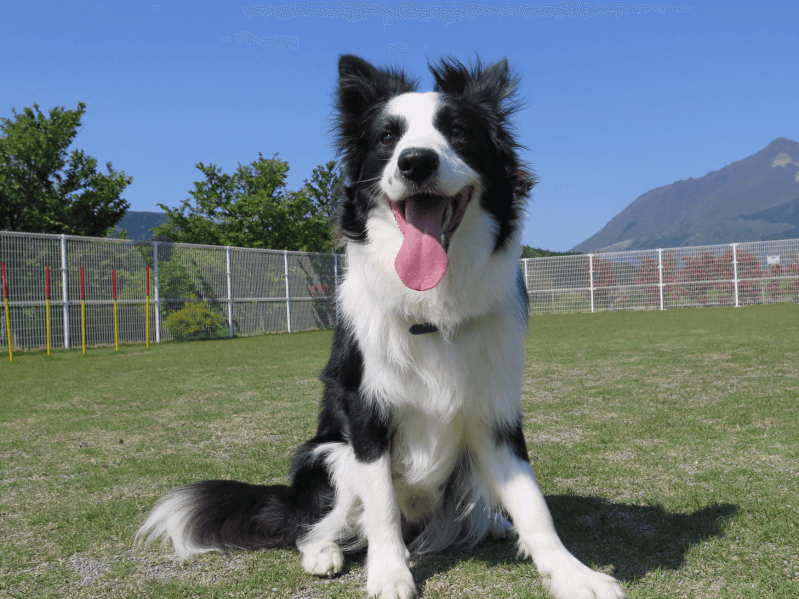 牧羊犬の種類と性格は 飼うときに注意したい5つのこと Petpedia