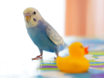 マリモ 毬藻 はペットとして飼える マリモの育て方のポイントや注意点まとめ Petpedia