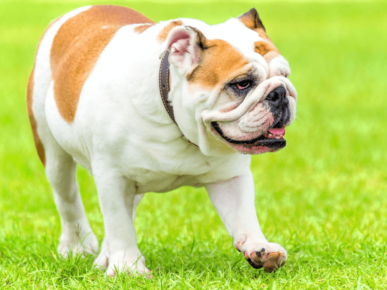 獣医師監修 イギリスの国犬 ブルドッグの歴史 性格 特徴 飼い方について Petpedia