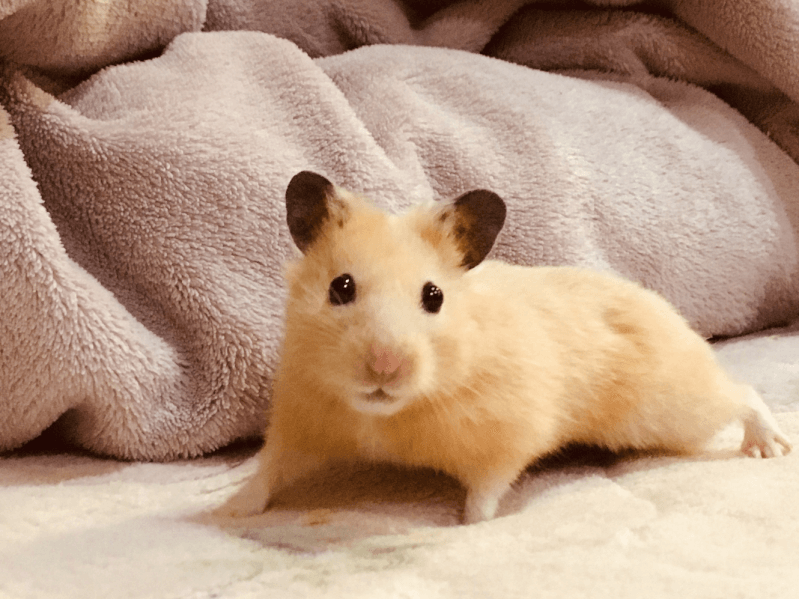 ロボロフスキー 多頭 飼い