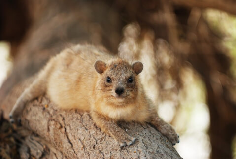 不思議な動物 ケープハイラックス を知っていますか 元飼育員が特徴や飼い方 飼育している動物園をまるっとご紹介 Petpedia