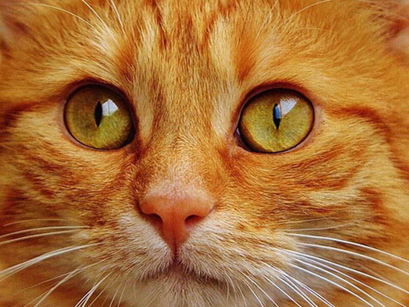 猫の寿命はどのくらい?ネコに長生きしてもらうための飼い方まとめ | Petpedia
