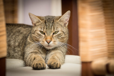猫風邪は油断禁物！命の危険があることも  Petpedia