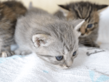 タグ 性格 生態 特徴 Petpedia