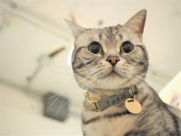 タグ 飼い方 飼育方法 Petpedia