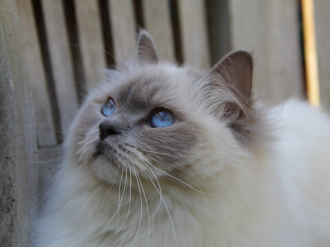 ragdoll