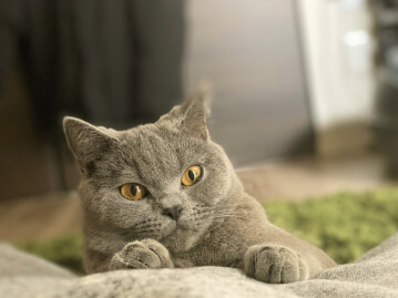 タグ 繁殖 育成 Petpedia