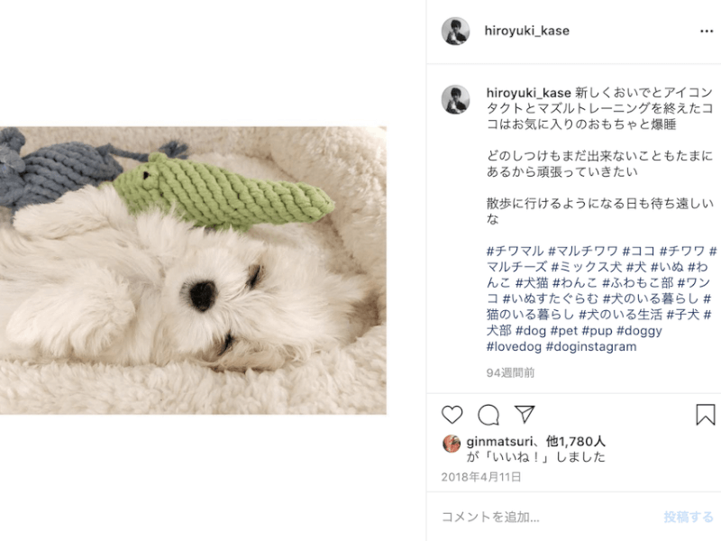 Instagram 犬の人気ハッシュタグ一覧 投稿のコツを紹介 Twitter Petpedia