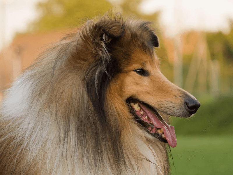 名犬ラッシー でお馴染み コリーのルーツや毛色 飼育のポイント Petpedia