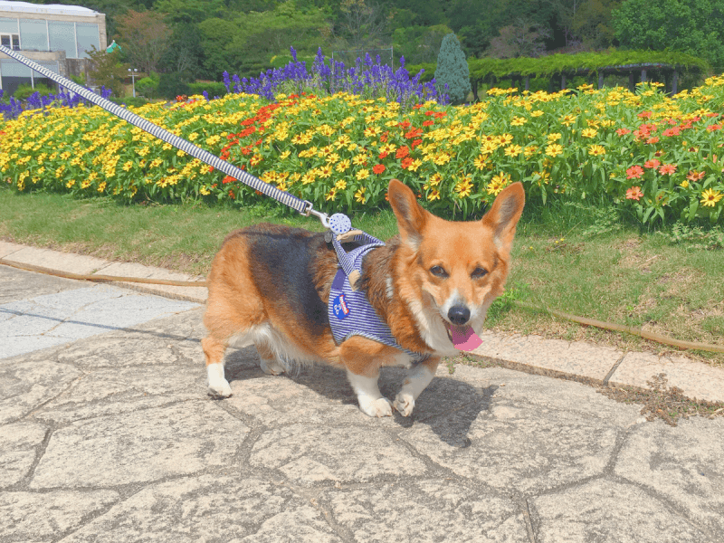 コーギーの種類 性格 飼い方 子犬の値段は Petpedia