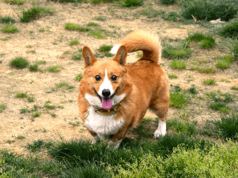 コーギー（ウェルシュ・コーギー・ペンブローク）の歴史・飼育方法・価格 Petpedia