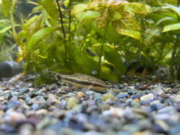 海水魚 熱帯魚 Petpedia