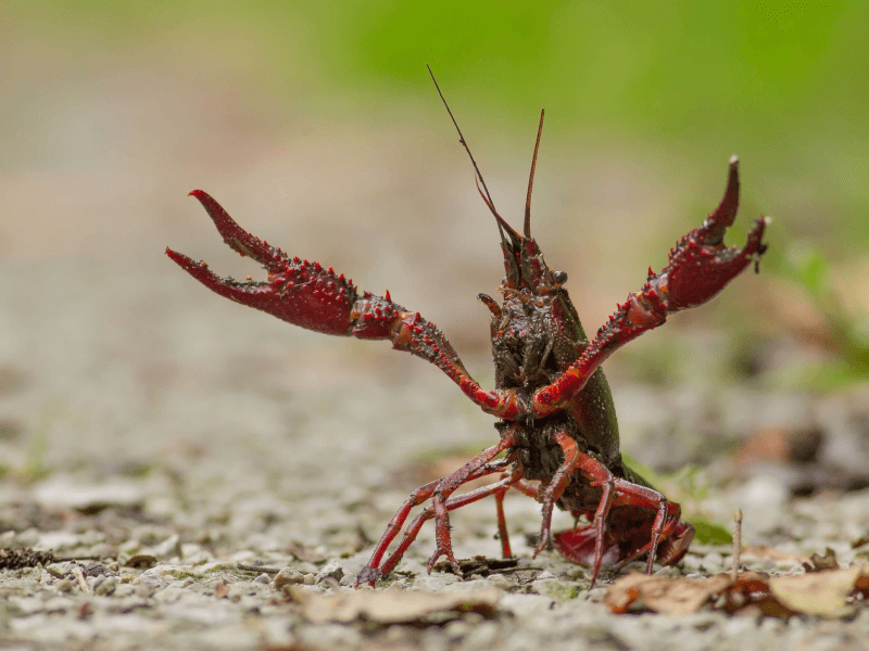 寿命 ザリガニ