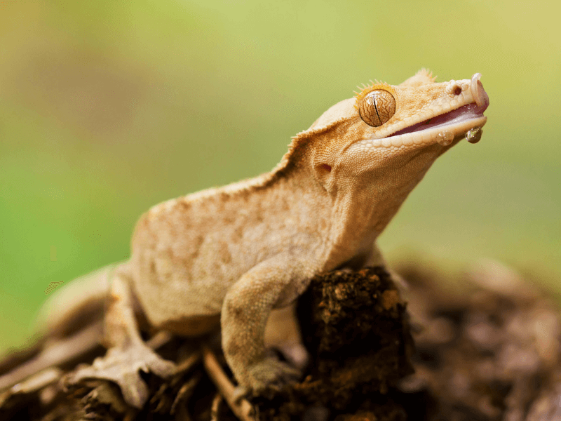まつげがふさふさの可愛らしいヤモリ クレステッドゲッコー の特徴や飼い方を解説 Petpedia