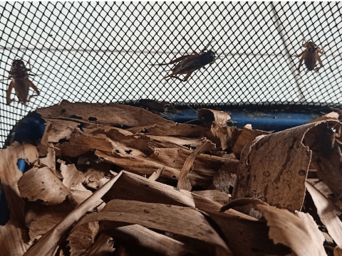 コオロギ 飼育 鳴き声 餌 季節